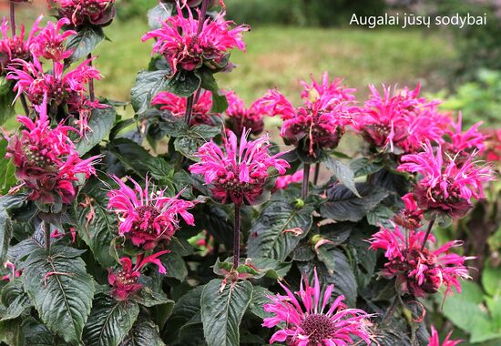 Monarda (Monarda didyma) 'Bee Merry'